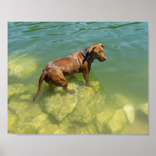 Poster Chocolat Lab Pit Mix Chien Natation