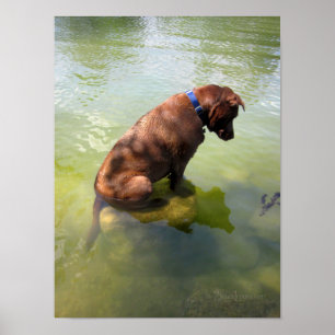 Poster Chocolat Lab Pit Mix Chien Pêche 3