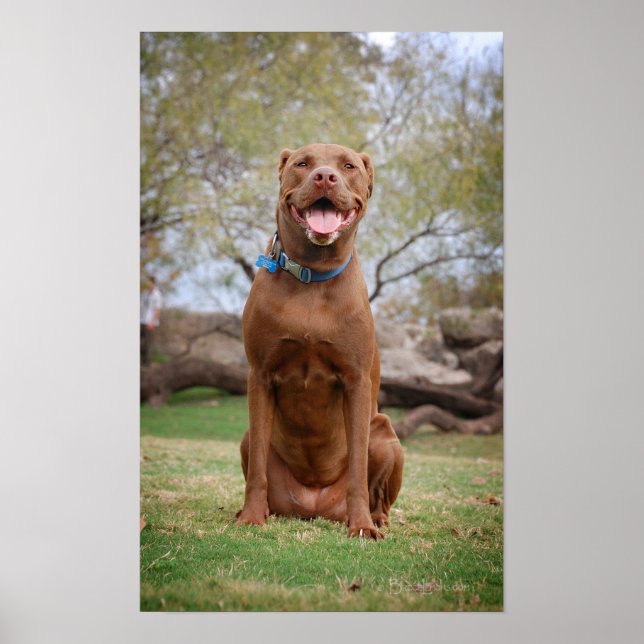 Poster Chocolat Lab Pit Mix Chien Sourire 2 (Devant)