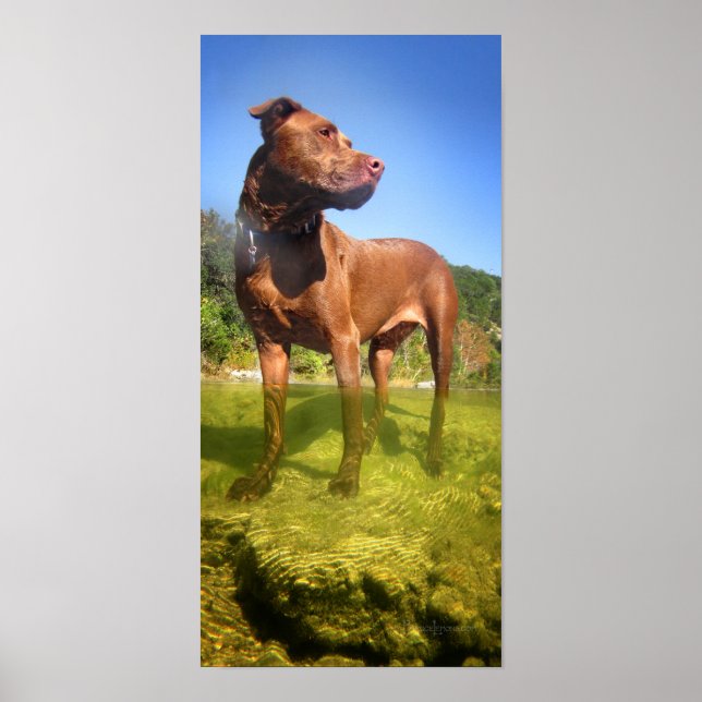 Poster Chocolat Lab Pit Mix Dog Wading (Devant)