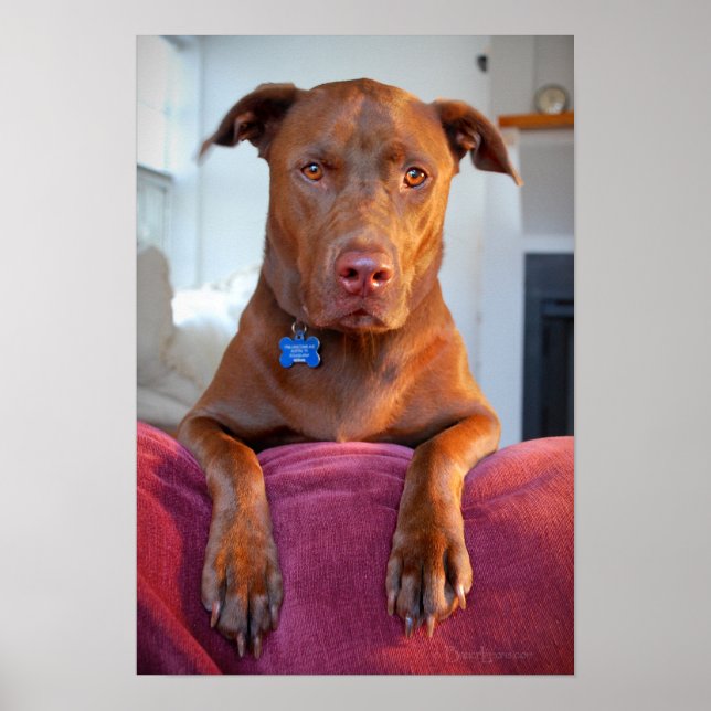Poster Chocolat Lab Pit Mix Portrait Chien Portrait (Devant)