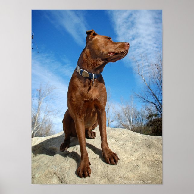 Poster Chocolat Lab Pit Mix Portrait de chien 6 (Devant)