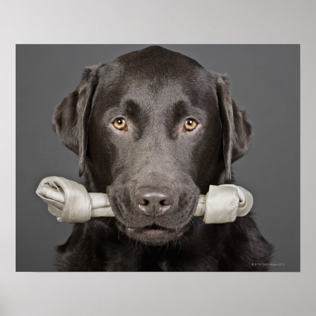 Poster Chocolat Labrador (Devant)