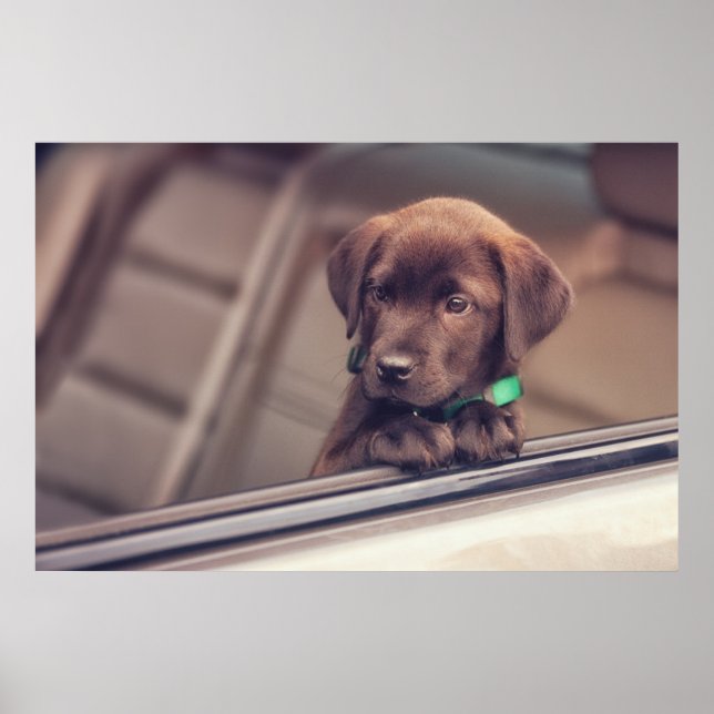 Poster Chocolat Labrador Chiot En Voiture (Devant)
