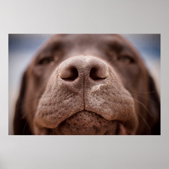 Poster Chocolat Labrador Closeuse du nez (Devant)