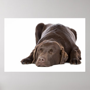 Poster Chocolat Labrador de sommeil