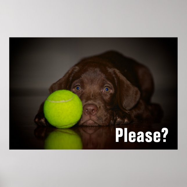 Poster Chocolat Labrador Puppy Avec Tennis Ball (Devant)