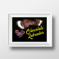 Chocolat Labrador Yeux couleur solide