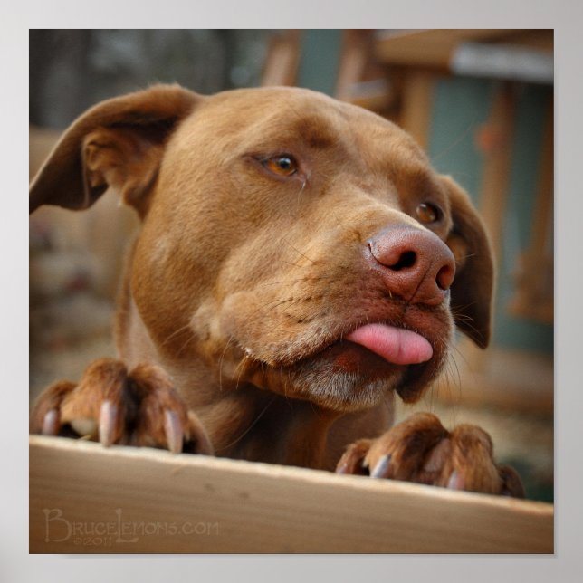 Poster Chocolat mignon Lab Pit Mix Chien (Devant)