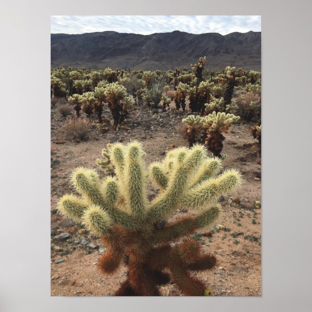 Poster Cholla Cactus Joshua (Devant)