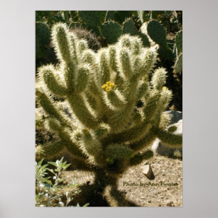 Poster Cholla en fleur