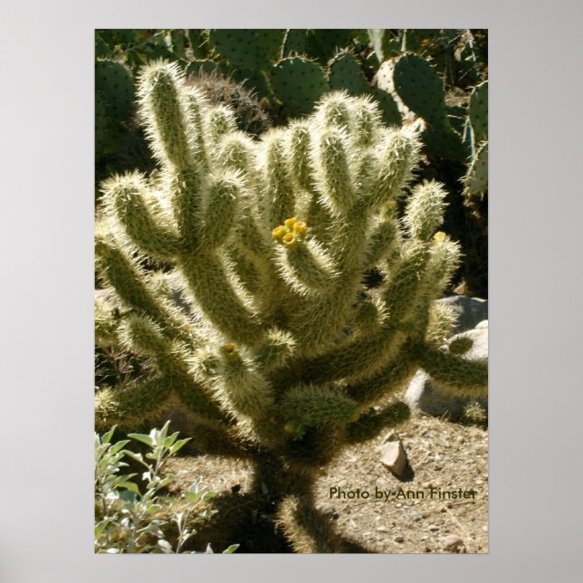 Poster Cholla en fleur (Devant)