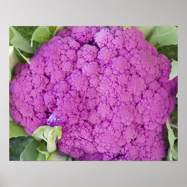 Poster Chou-fleur pourpre à vendre (Devant)