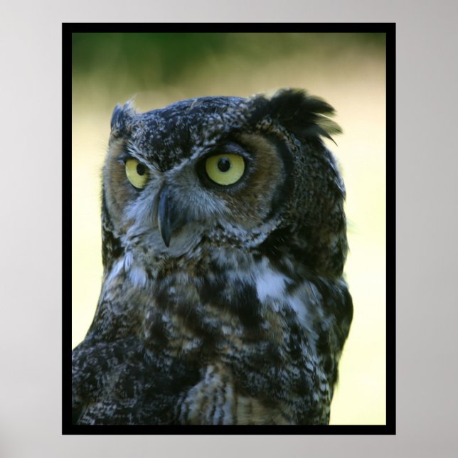 Poster Chouette (Devant)