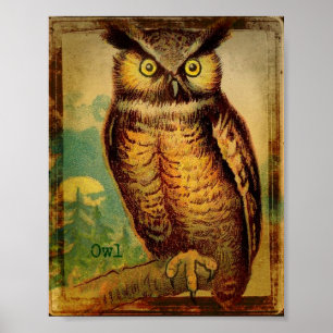 Poster Chouette