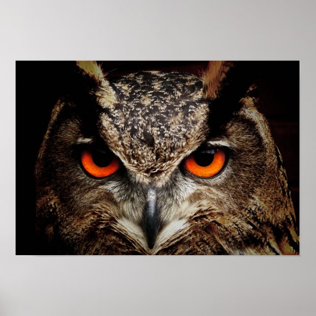 Poster Chouette (Devant)