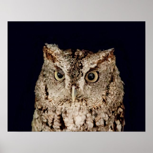 Poster Chouette (Devant)
