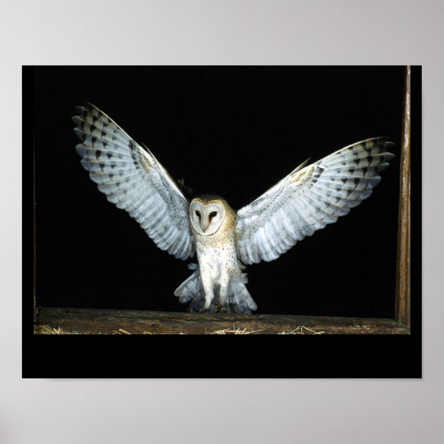 Poster Chouette (6) (Devant)