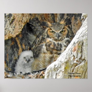 Poster Chouette à cornes avec hibou
