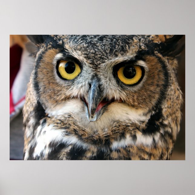 Poster Chouette à cornes (Bubo virginianus) (Devant)