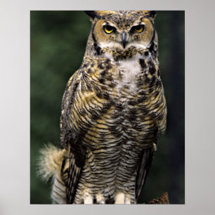 Poster Chouette à cornes (Bubo virginianus), corps comple