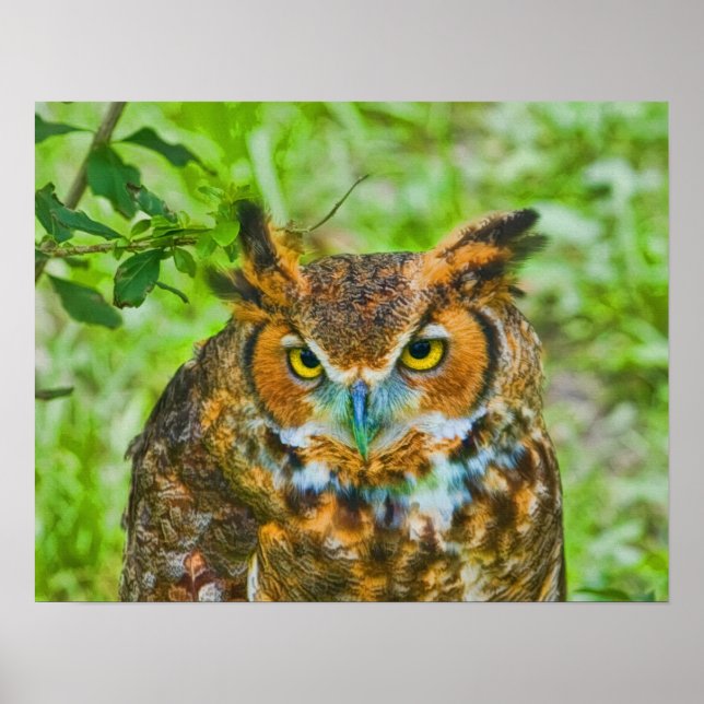 Poster Chouette à grande corne (Devant)