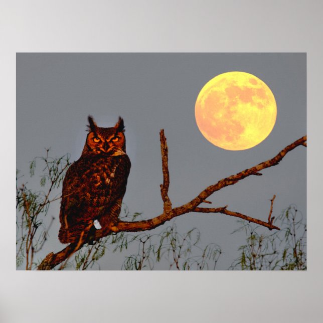 Poster Chouette à grande corne | PLEINE LUNE (Devant)