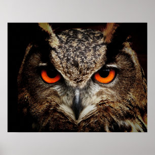 Poster Chouette avec couleur orange