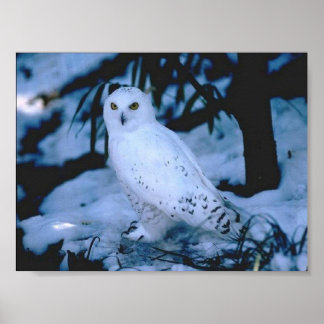 Poster Chouette blanche