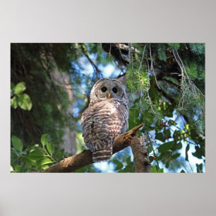 Poster Chouette de Hoot sauvage qui brille dans la forêt