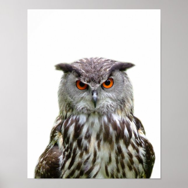 Poster Chouette de la forêt sauvage, photo pépinière peek (Devant)