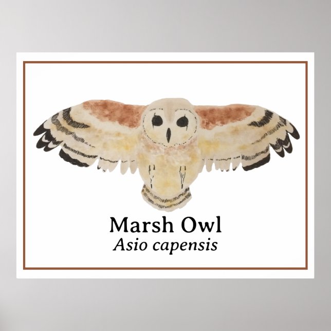 Poster Chouette de marais d'aquarelle d'oiseaux scientifi (Devant)