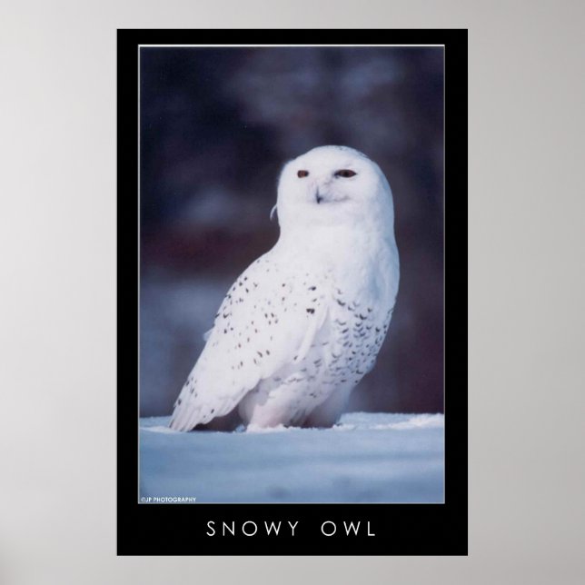 Poster Chouette des neiges (Devant)