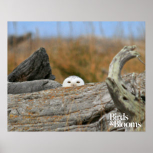 Poster Chouette des neiges