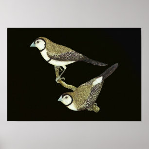 Poster Chouette (deux formes) - Taeniopygia bichenovii