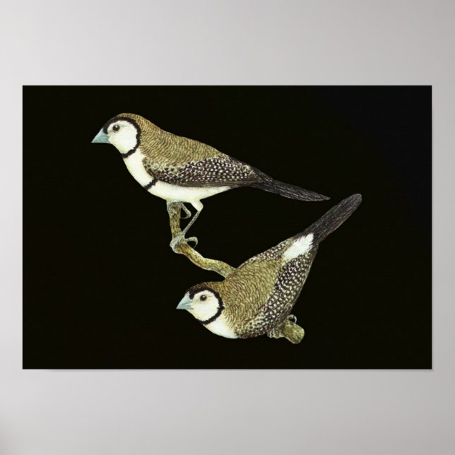 Poster Chouette (deux formes) - Taeniopygia bichenovii (Devant)