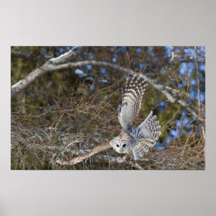 Poster Chouette grise volante