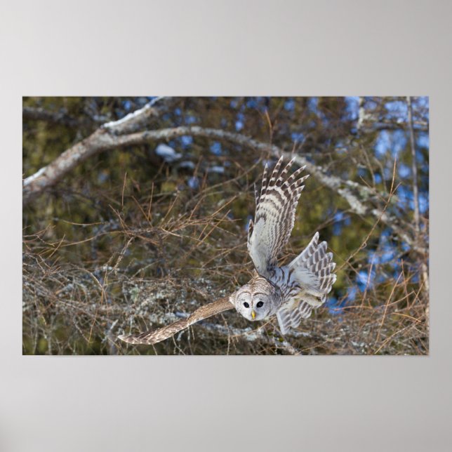 Poster Chouette grise volante (Devant)