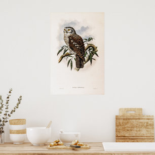 Poster Chouette-Hawk vintage par John Gould