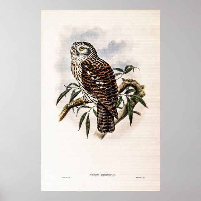 Poster Chouette-Hawk vintage par John Gould (Devant)