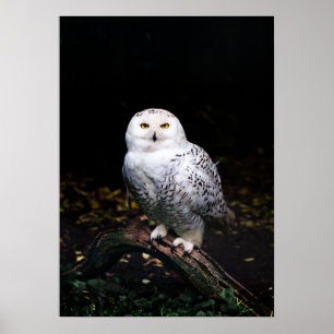 Poster Chouette hivernale majestueuse