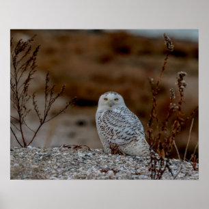 Poster Chouette neige assise sur un rocher