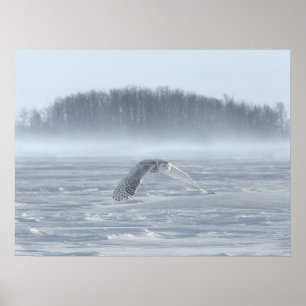 Poster Chouette Neige Volant En Hiver