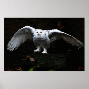 Poster Chouette neigeuse avec wapcna à ailes ouvertes