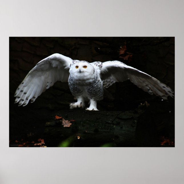 Poster Chouette neigeuse avec wapcna à ailes ouvertes (Devant)