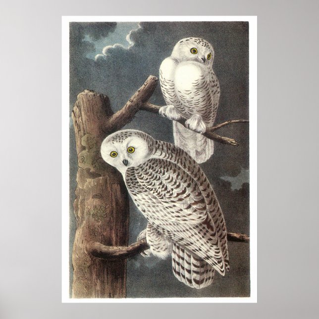 Poster Chouette neigeuse d'Audubon (Devant)