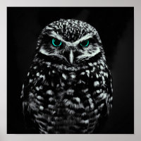 Chouette noire et blanche cool aux yeux cyan