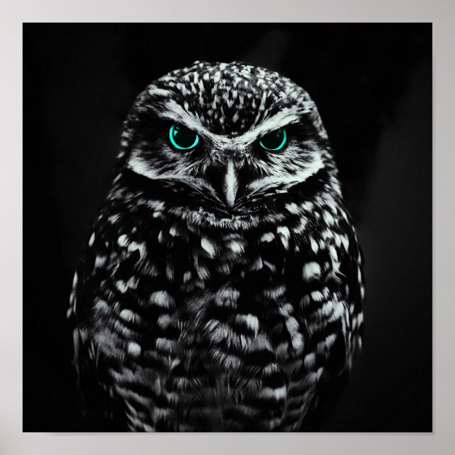 Poster Chouette noire et blanche cool aux yeux cyan (Devant)
