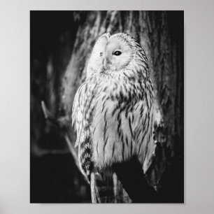 Poster Chouette noire et blanche Oiseau Majestic de Prey