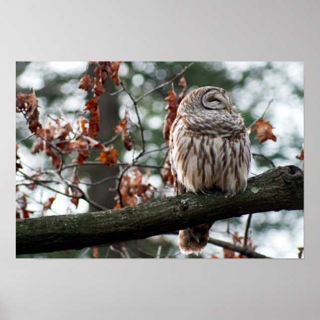 Poster Chouette optimiste (Devant)